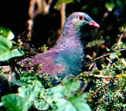 Wood Pidgeon